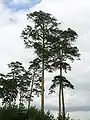 長白松（アカマツ）