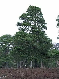 マツ属の樹形の例
