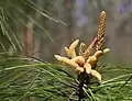 雄花