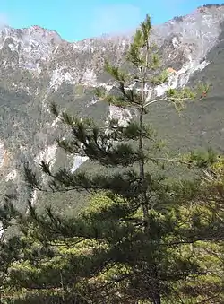 Pinus taiwanensis