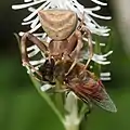 草の花(シライトソウ)の上でアブを捕らえた雌