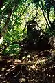 ガーネッツ・リッジの固有植物