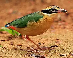 インドヤイロチョウ