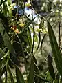 P. phillyreoides