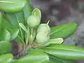 果実