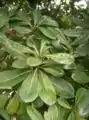 葉