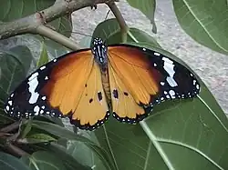 カバマダラ