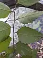 P. aquaticaの葉は互生する