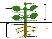 植物の構造の例