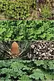 ネンジュモと共生する植物 (2段目のアカウキクサ属を除く)