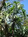 直立する大型植物P. bipinnatifidum(P. selloum)