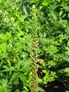 上から順に蕾、白い花柱が伸びた雌性期の花、雄蕊が伸びた雄性期の花、若い果実。