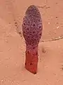 ヨルダンの砂漠に咲く花