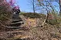ツツジ科園