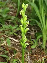 花の背面から見る。側萼片が両手を広げているように見える。花の大きさの割に、花柄子房が大きく太い。