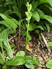 花茎がやや短く、花の個数の少ない個体もある。
