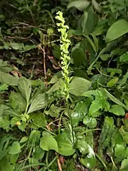 基本種より茎が高く、花数も多い。福島県会津地方 2019年7月下旬