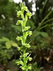 花は基本種に似る。