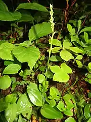 これから花茎が伸びる段階。