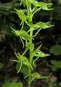 花。側花弁の先は細く伸びる。