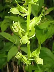 側花弁は背萼片とかぶとをつくるか、背萼片とわずかに離れる。距は肉質で太く、楕円体で基部がくびれる。
