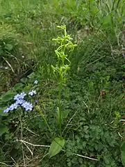 花の向きは偏らない。