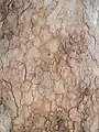 樹皮