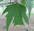 葉