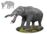 Platybelodon grangeri