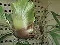 発達した巣葉