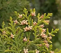コノテガシワの雌花