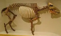 プラティゴヌス