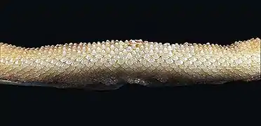 下顎の歯