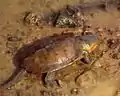 オオアタマガメPlatysternon megalocephalum（オオアタマガメ科）