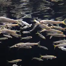 飼育される稚魚