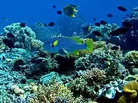 有機物供給の多い沿岸域には、サンゴ礁や藻場を中心に豊かな魚類相が形成され、多種多様な海水魚が育まれる