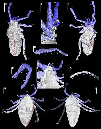 同種の化石（E-I）へのコンピュータ断層撮影で得られる3次元画像（A-Dはコスリイムシ）