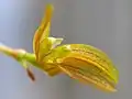 側萼片が先端で分かれている例P. mantiquyranum