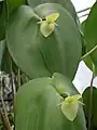 花が葉の上に乗っている形の例P. titan