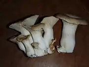 菌床栽培品（日本）
