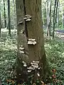原木に発生
