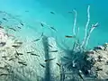 湖には魚も見られる。