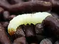 穀物を食害する幼虫