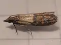 成虫