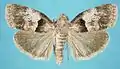 Pococera robustella の成虫