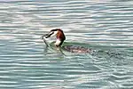 潜水して魚を捕獲する