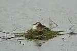 水上に浮巣を作る