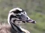雛の頭部