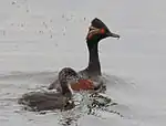 雛と成鳥（夏羽）