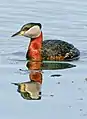 アカエリカイツブリ(夏羽)P. grisegena
